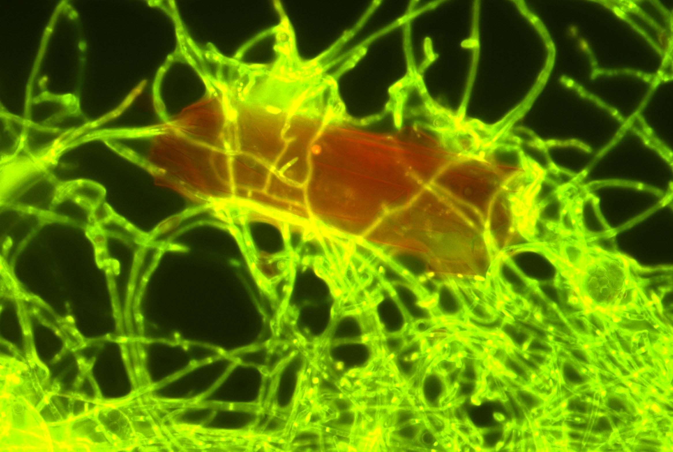 image for Scientists Discover Marine Fungus That Can Eat Plastic