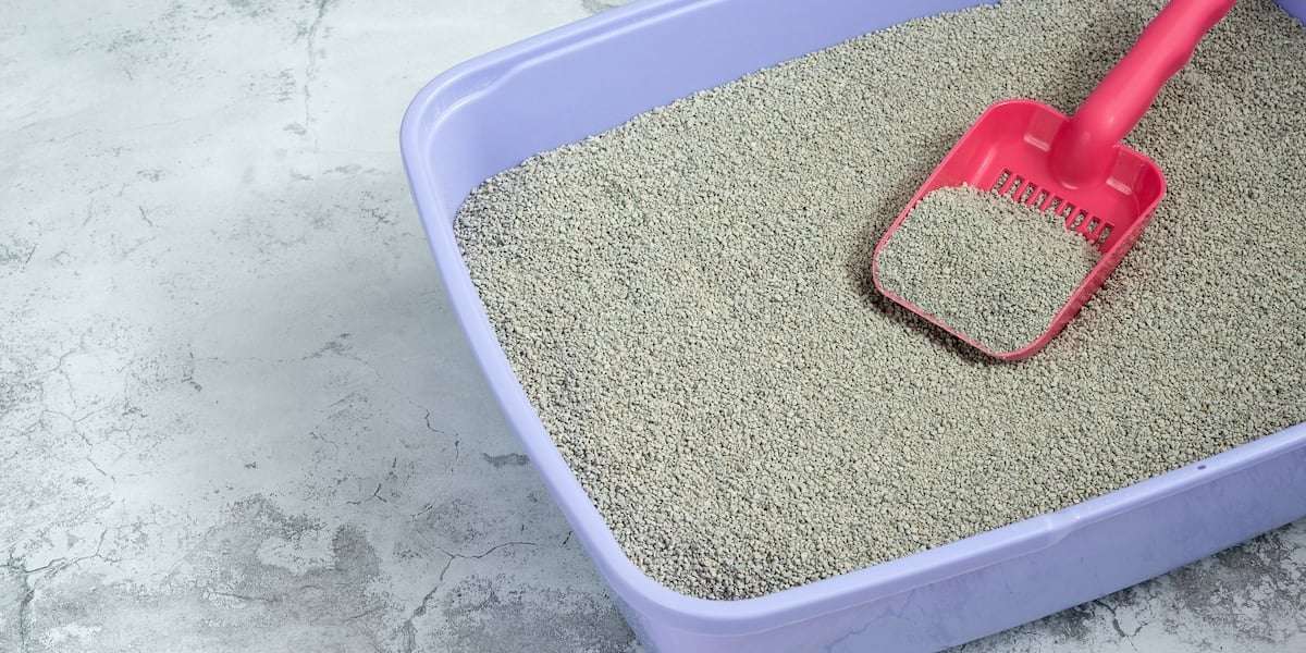image for Man calls 911 because neighbor wasn’t cleaning her cat’s litter box: ‘This house stank’