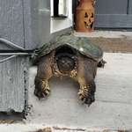 image for That's OK, I don't need to go in my house. You can have it.