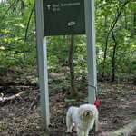 image for Dog found abandoned at local park.