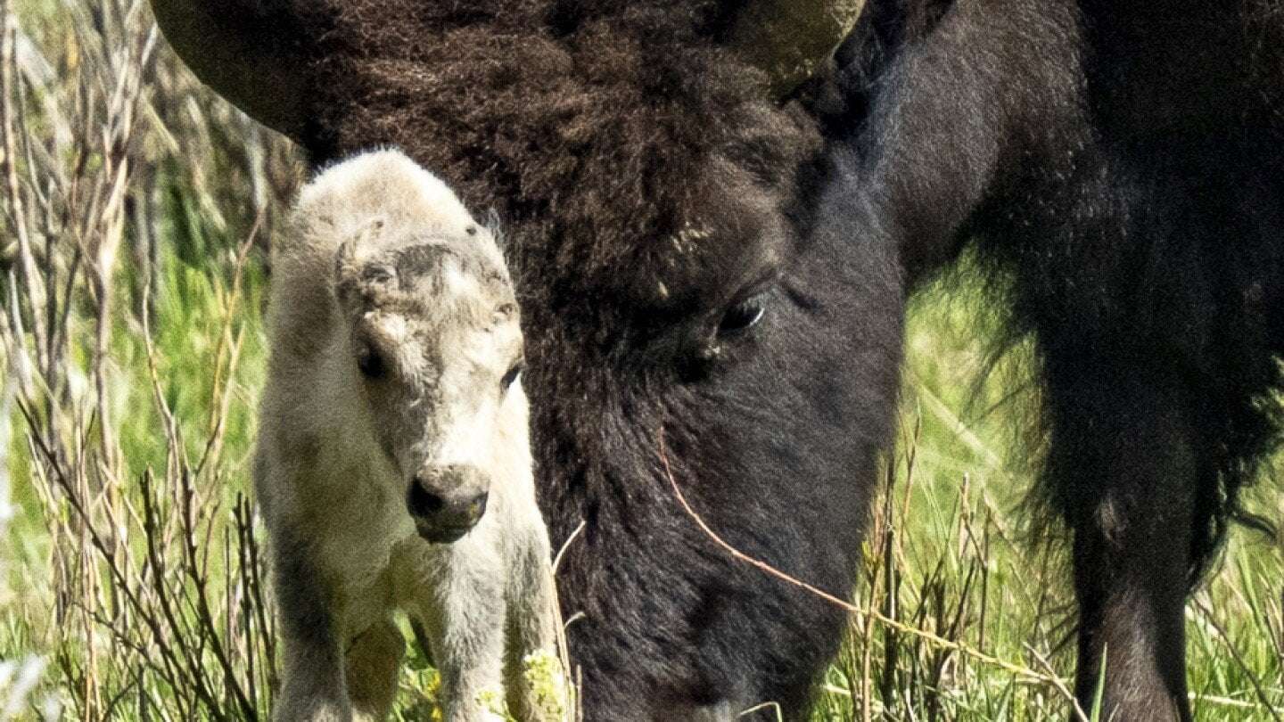 image for Reported birth of rare white buffalo calf in Yellowstone park fulfills Lakota prophecy