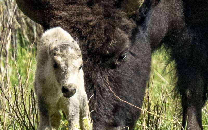 image for Reported birth of rare white buffalo calf in Yellowstone park fulfills Lakota prophecy