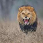 image for Photographer Atif Saeed took this stunning image of a lion, milliseconds before it charged.