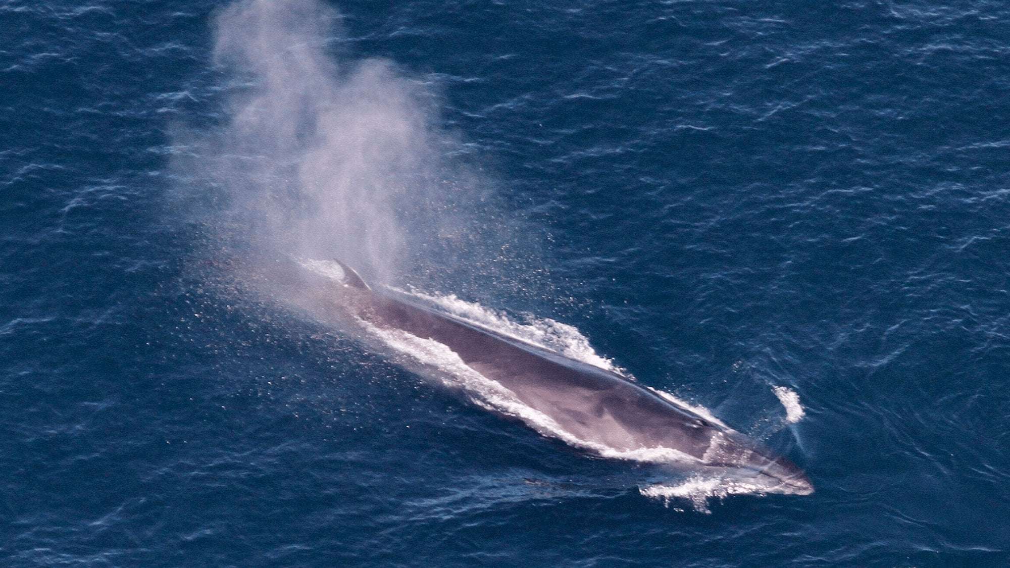 image for Dozens of rare, endangered whales spotted off the coast of Martha’s Vineyard
