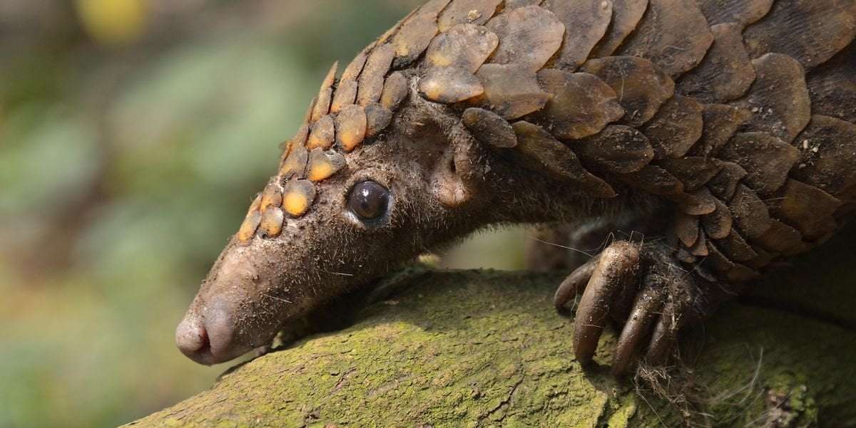image for This Rolly Mammal Has Been Spotted In Its Home for the First Time in 24 Years