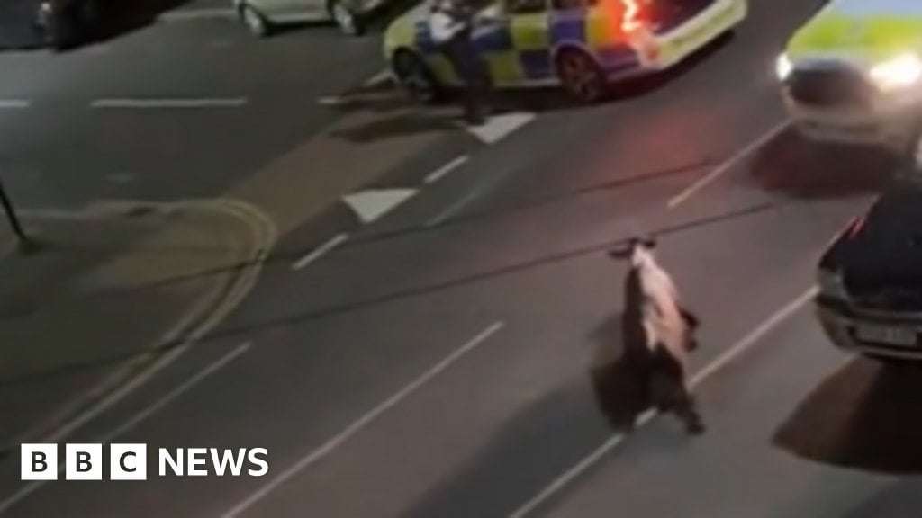image for Staines: Police driver who rammed cow removed from duty