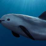 image for This is a vaquita. Vaquitas are the world's rarest marine animals, with only ten left in the wild.