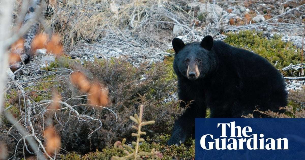 image for Bear shreds seats then dozes off after breaking into Canadian woman’s car