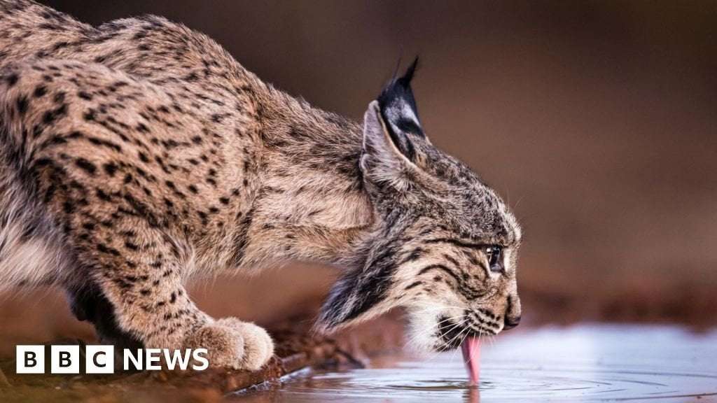 image for One of world’s rarest cats no longer endangered