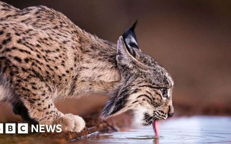 image for One of world’s rarest cats no longer endangered