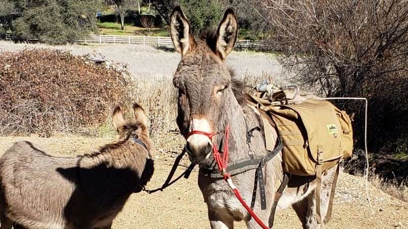 image for Pet donkey spotted living with wild elk herd five years after his disappearance