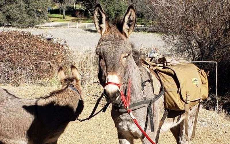 image for Pet donkey spotted living with wild elk herd five years after his disappearance