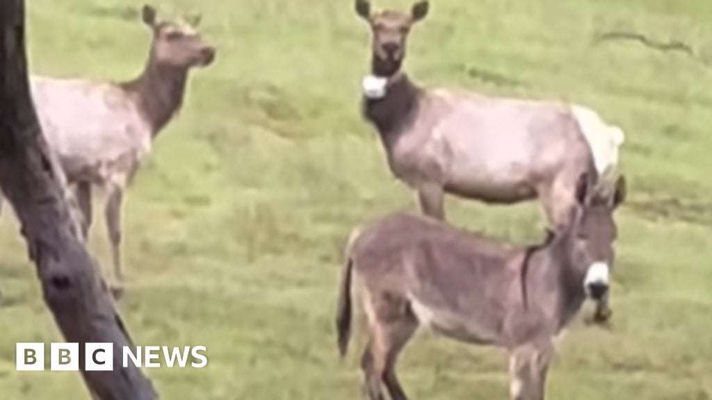 image for Pet donkey found 'living best life' with elk, five years after escape
