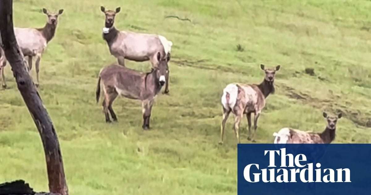 image for Diesel the escaped pet donkey found living with elk after five years