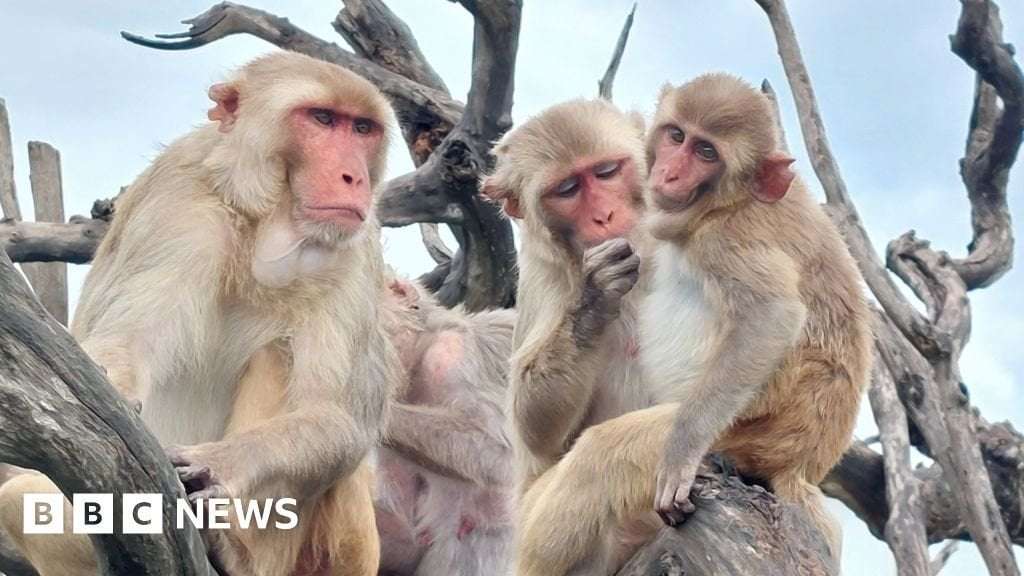 image for Monkeys got along better after hurricane - study