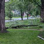 image for My wife thinks nobody will like a picture of this big ass branch in my neighbor's yard.