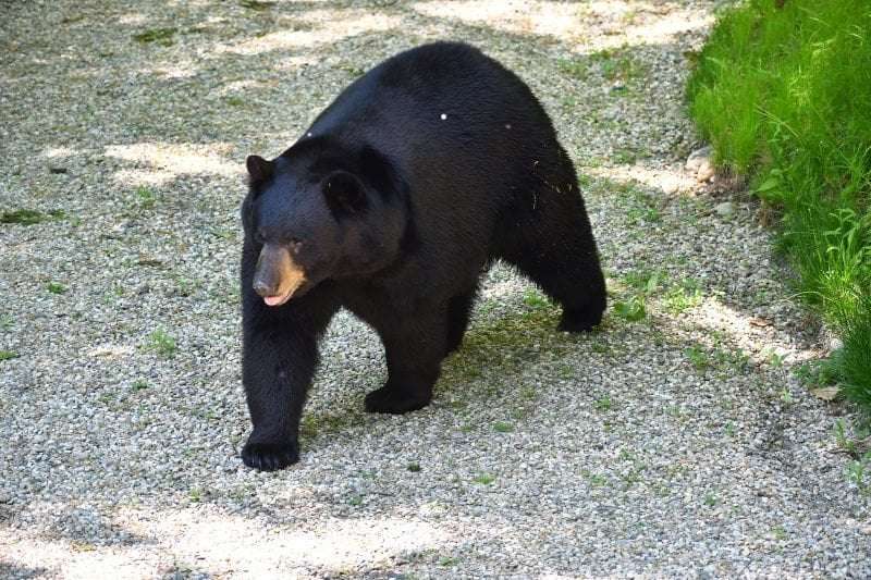 image for DeSantis signs bill making it legal to kill ‘crack bears’ in self-defense