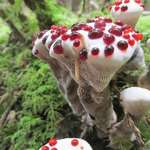 image for Very pretty Bleeding tooth fungus, it is not toxic but not eaten very much because it is so bitter.
