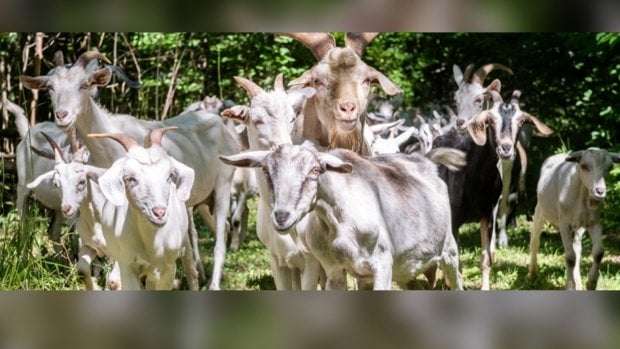 image for Toronto to deploy herd of goats to manage invasive plants at east-end meadow