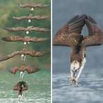 image for Picture of an Eagle taken the moment before diving in