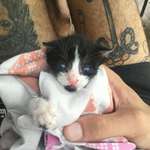 image for We've just found this lil fella in the trash :(