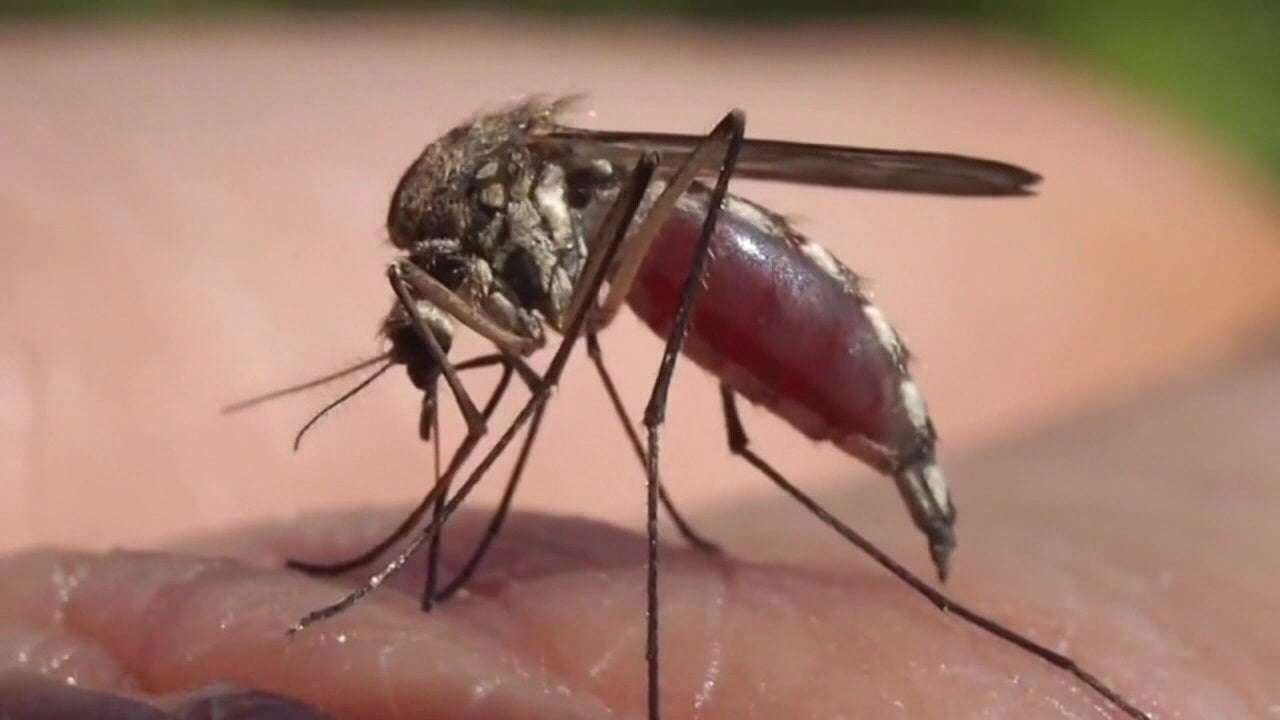 image for Hillsborough County has confirmed case of locally transmitted dengue fever