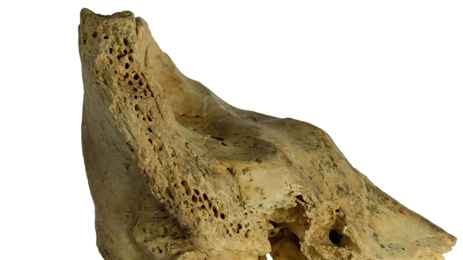 image for Fossilized skull of Neanderthal child with Down syndrome reveals communal caregiving among species