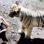 image for The last moments of a man who jumped into a tiger enclosure in 2014