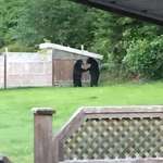 image for Two bears caught doing a deal by the shed in Thorne Bay, Alaska