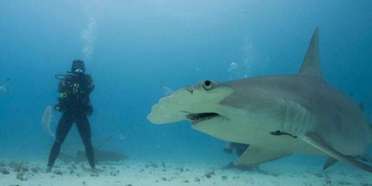 image for An ultra-athlete goes head-to-head with the world’s most formidable sharks