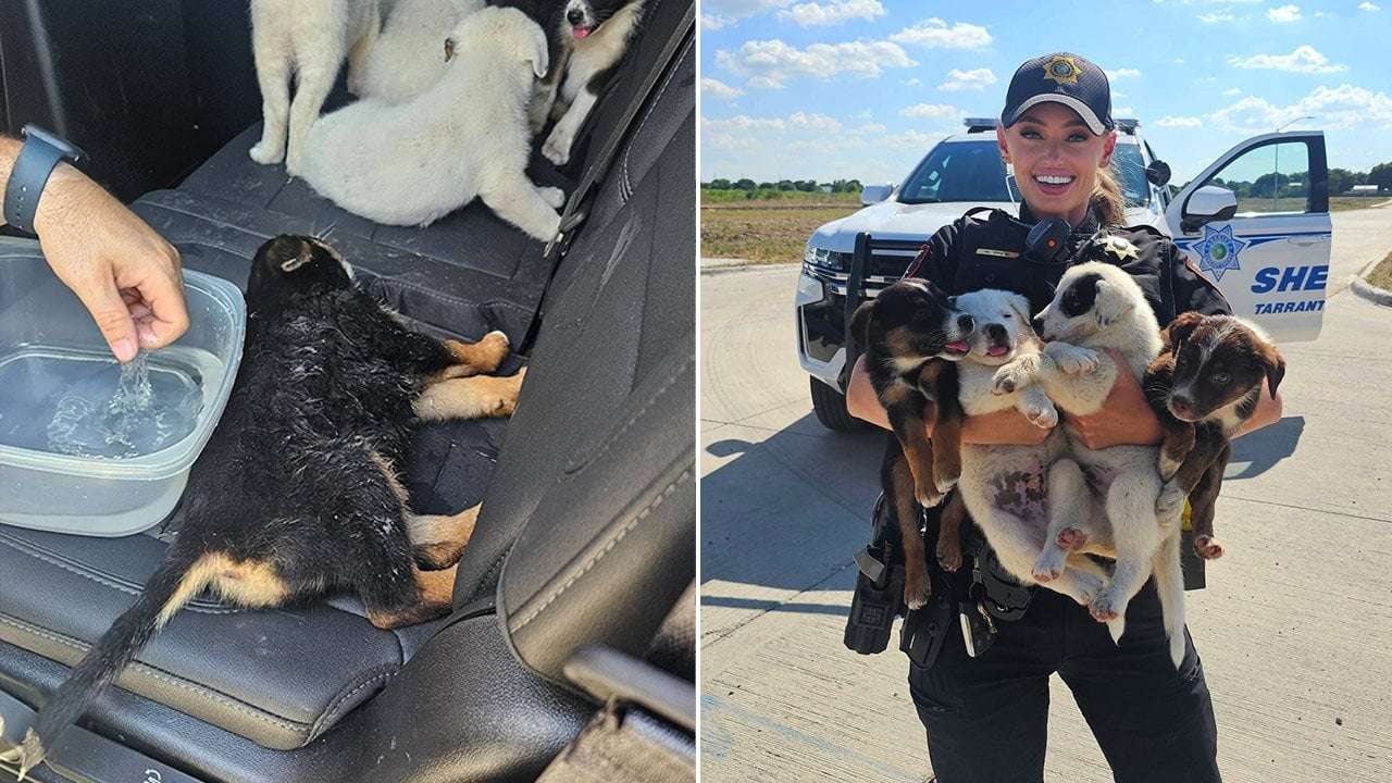 image for Eight puppies abandoned in sweltering Texas heat rescued by deputies
