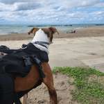 image for I drove my special needs dog 3 hours to the lake to dig in the sand, he stood up to watch the water.