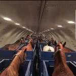 image for This is how horses fly on a plane