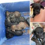 image for 7 puppies dumped overnight outside local library, covered in rain and dogfood