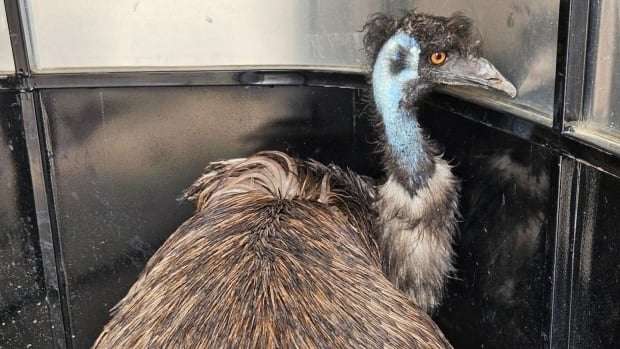image for Emu named Keith finds forever home after southern Alberta highway stroll