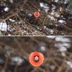 image for Cardinal flying directly towards camera