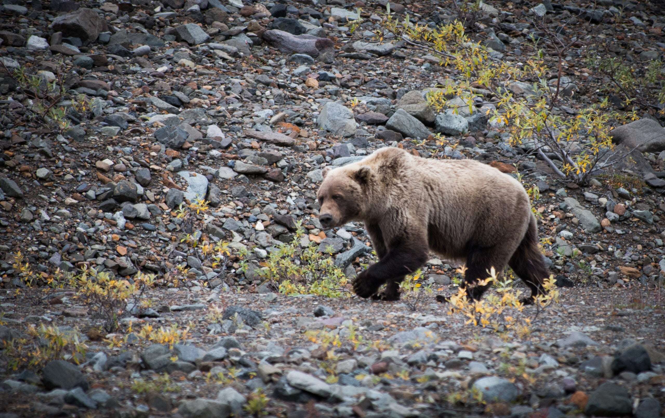 image for National Park Service bans sport hunters from baiting bears