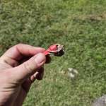 image for Found this poor guy on my lunch break. I have been chosen to help him find a shell.