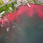 image for 2024 Whale Hunt in Faroe Islands, so far 592 pilot whales killed