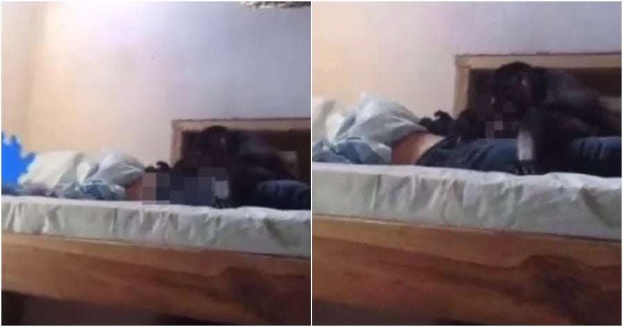 image for Sleeping UK Tourist in Cambodia Leaves Room Window Open, Monkey Creeps in & Plays with His Private Part
