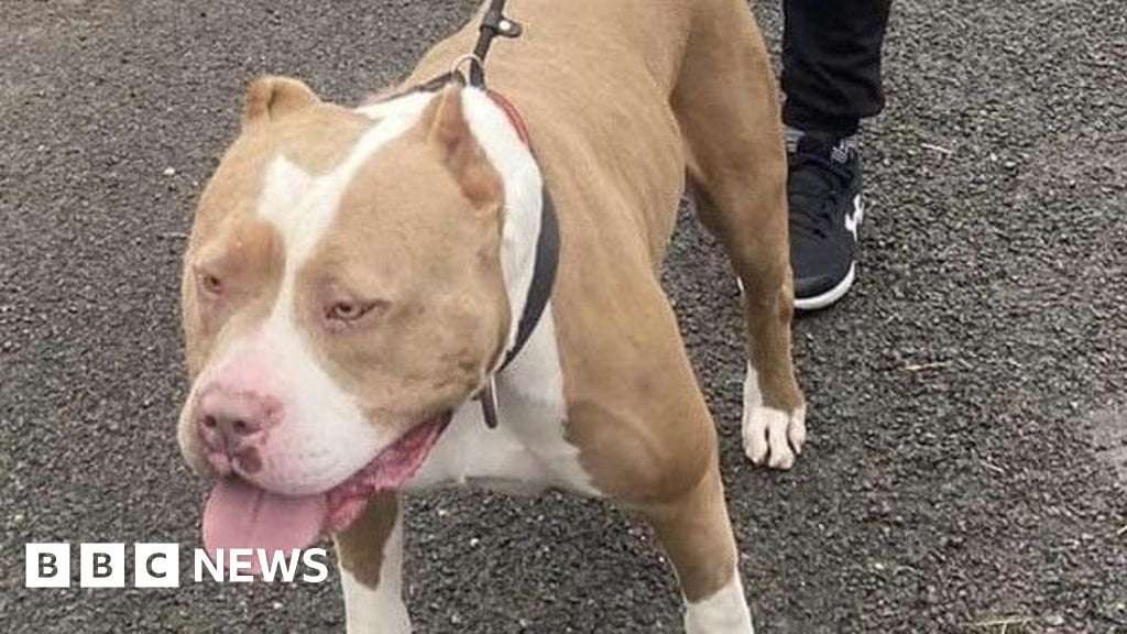 image for XL bullies: Republic of Ireland to restrict ownership of dog breed