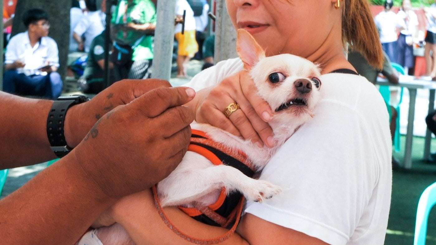 image for Rabies could become a disease of the past. Here's what it would take