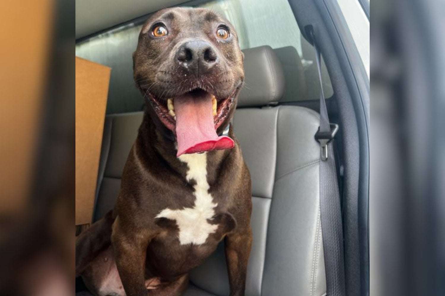 image for Dog Gets Fresh Start After 473 Days in Shelter and Chance at a 'New Life'