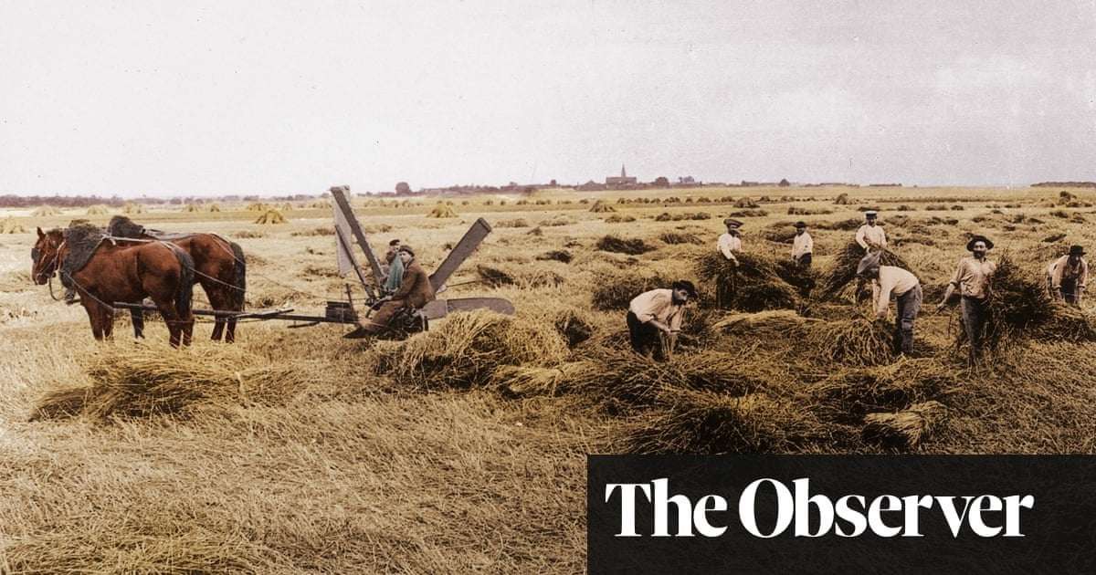 image for ‘Goldmine’ collection of wheat from 100 years ago may help feed the world, scientists say