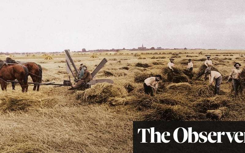 image for ‘Goldmine’ collection of wheat from 100 years ago may help feed the world, scientists say