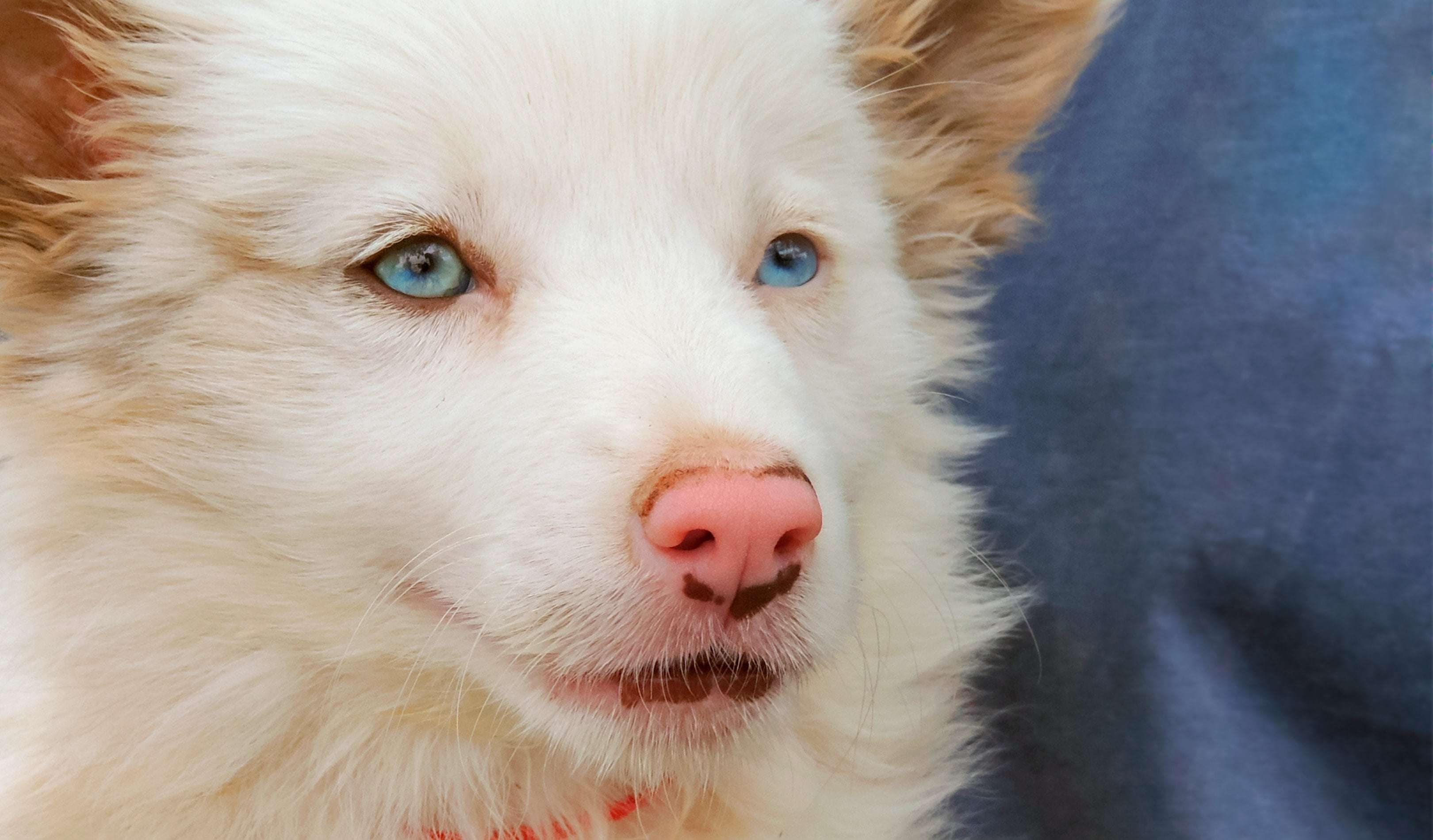 image for Missing Deaf Dog and Deaf Owner Reunited in Heartwarming Moment Thanks to GPS Collar