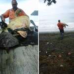 image for Man Buys Turtles From Food Market And Releases Them Back To The Sea