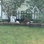 image for My neighbors cat sits by this photo of their old owner every day