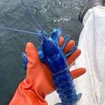 image for Blue lobsters are one in two million