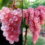image for Japanese Koshu pink grapes